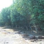 Urgensi Pembuatan Undang-Undang Penerapan Mangrove sebagai Natural Defense