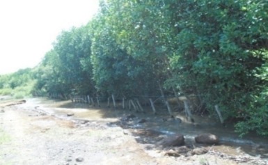 Urgensi Pembuatan Undang-Undang Penerapan Mangrove sebagai Natural Defense